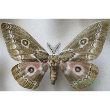 Gonimbrasia tyrrhea (Cramer, 1775) male ex. ovo South Africa 108mm48d